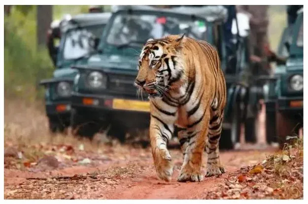 03 Nights 04 Days Jaipur Ranthamore Educational Tour Package