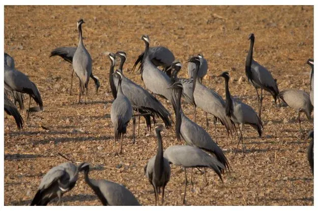 phalodi Offbeat Tour Package