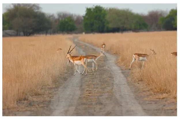 Rajasthan Offbeat Tal Chhapar Wildlife Sanctuary Tour Package