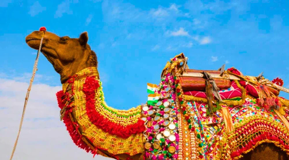 Bikaner Camel desert Rajasthan
