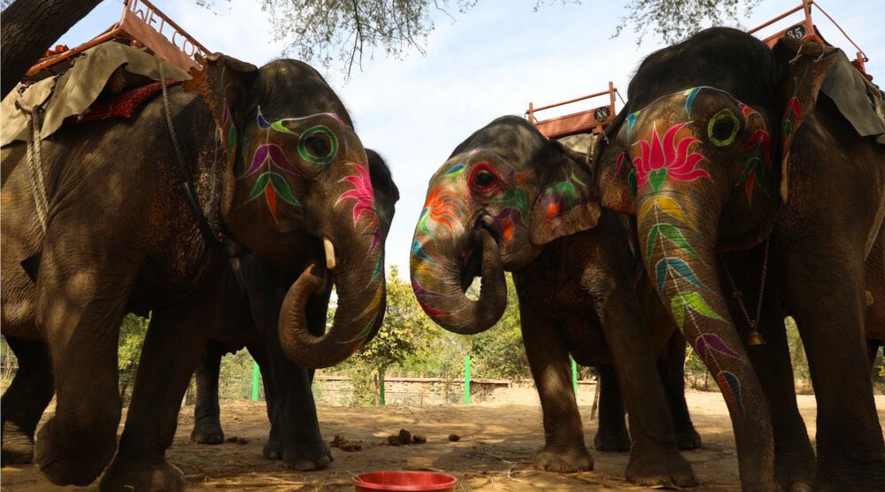 Jaipur Elephant Village