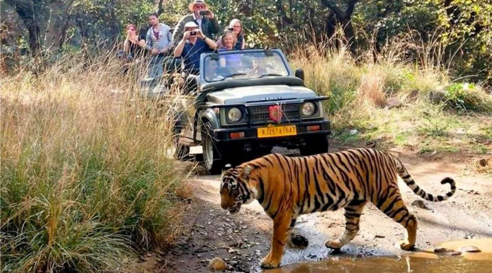 Ranthambore jeep safari tiger spotting Rajasthan, Rajasthan